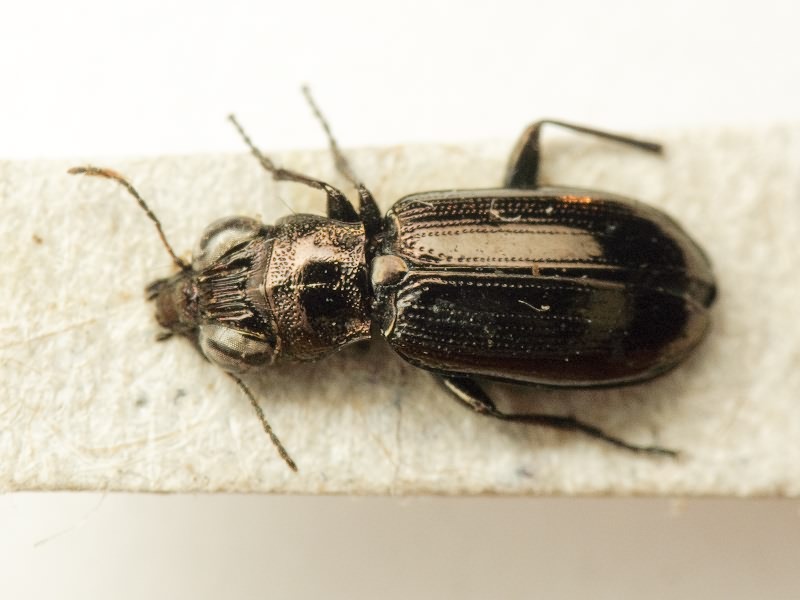 Carabidae Latreille, 1802